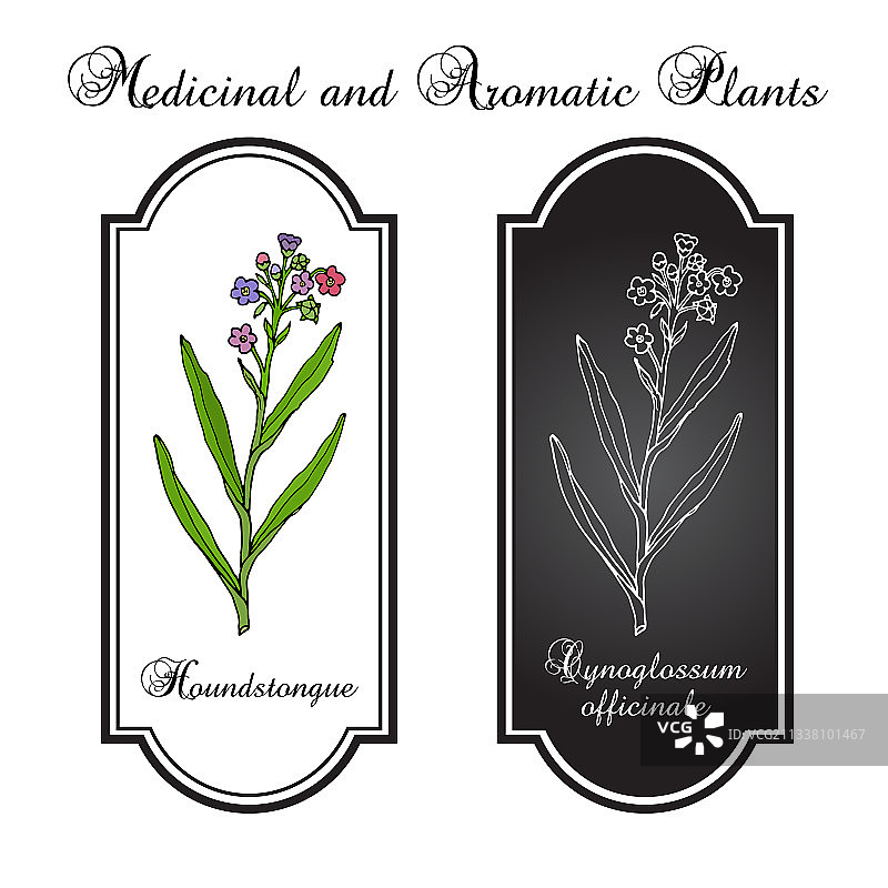 药用聚合草图片素材