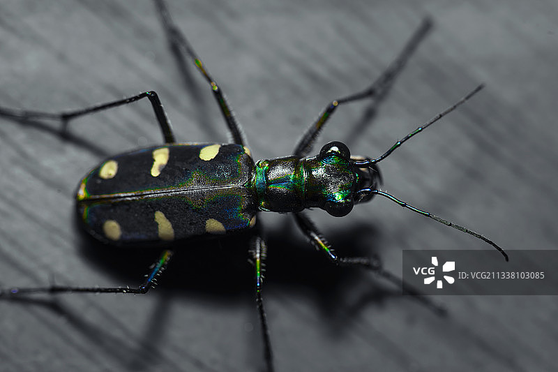 虎甲虫图片素材