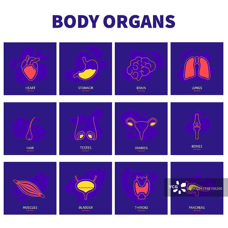 人体器官现代线性图标集图片素材