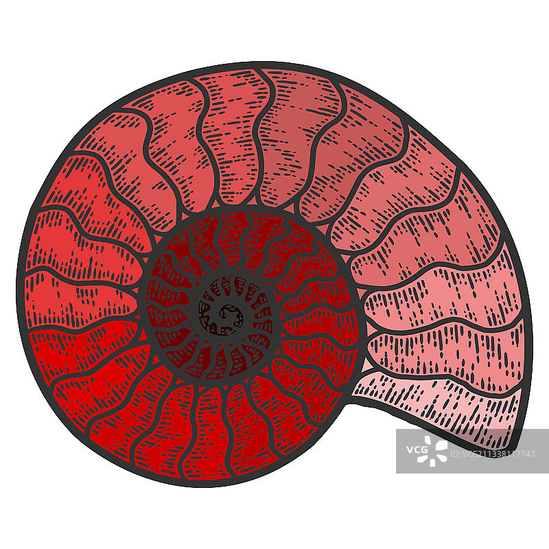 鹦鹉螺头足纲动物速写刮板图片素材