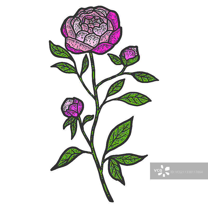 牡丹花草图刮板模仿色图片素材