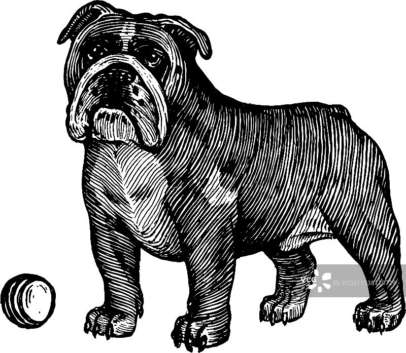 英国斗牛犬叼着球图片素材