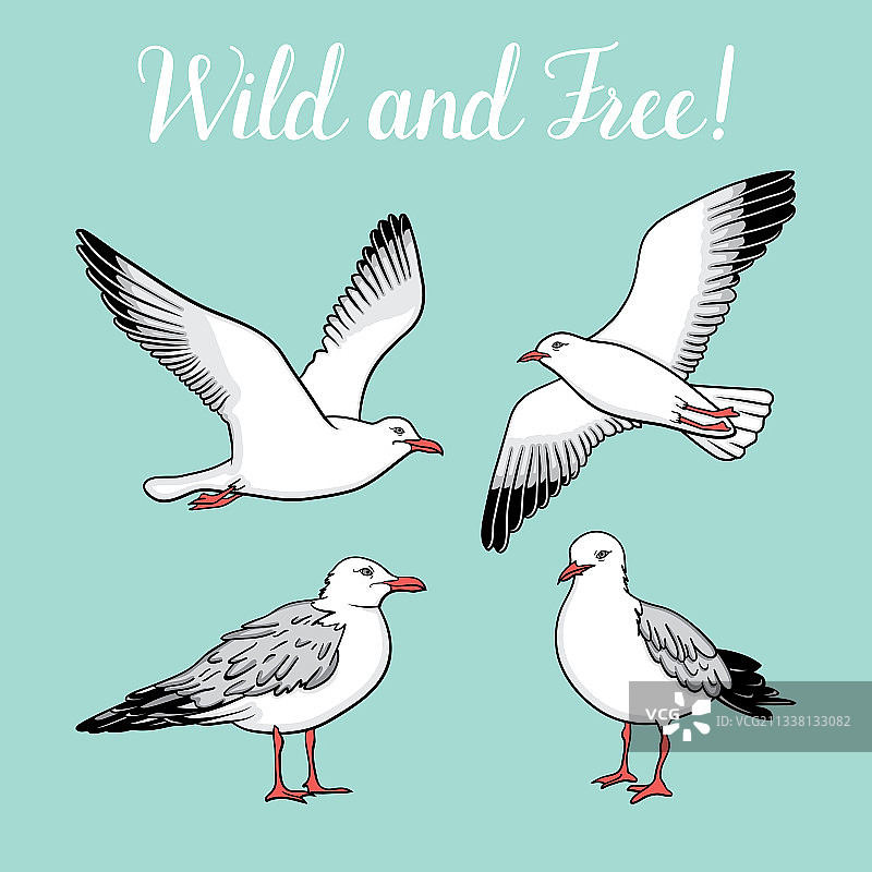 白色背景上的海鸥图案合集图片素材