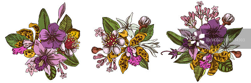 石斛番石榴花束图片素材