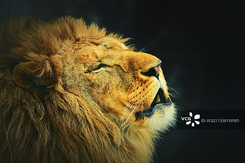 吼叫的雄狮图片素材