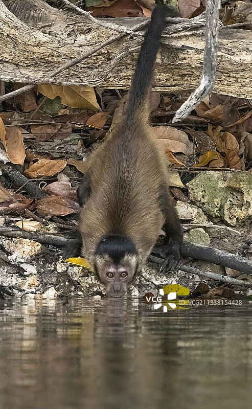 棕色卷尾猴图片素材