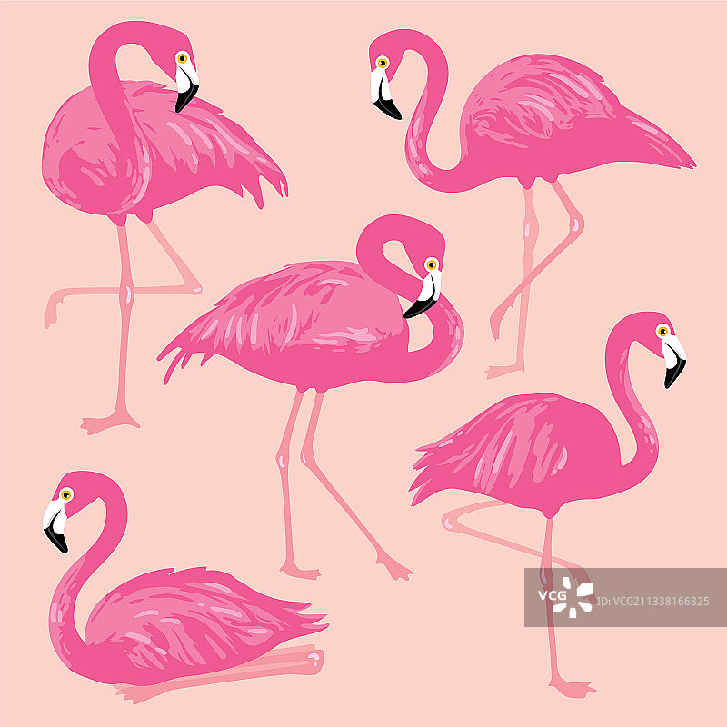 手绘粉色火烈鸟图案图片素材