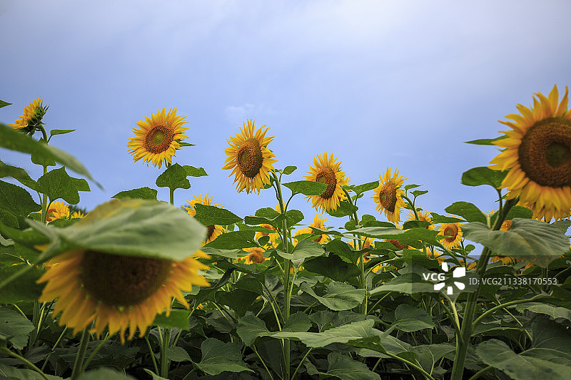 向日葵，奥森图片素材