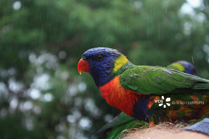 吸蜜鹦鹉 - 澳洲黄金海岸图片素材