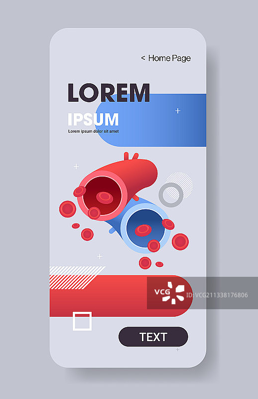 红色动脉和蓝色静脉人体循环系统图片素材