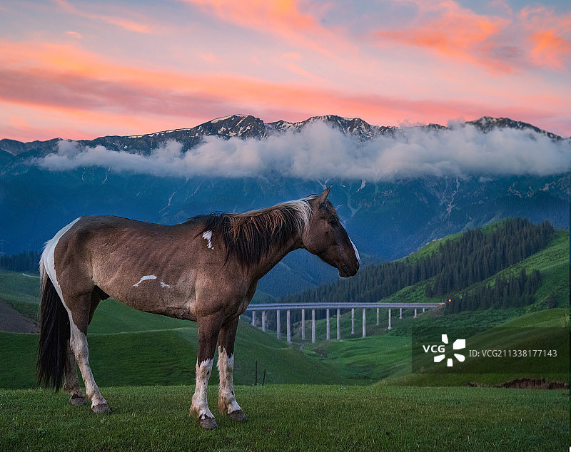草原上的马图片素材