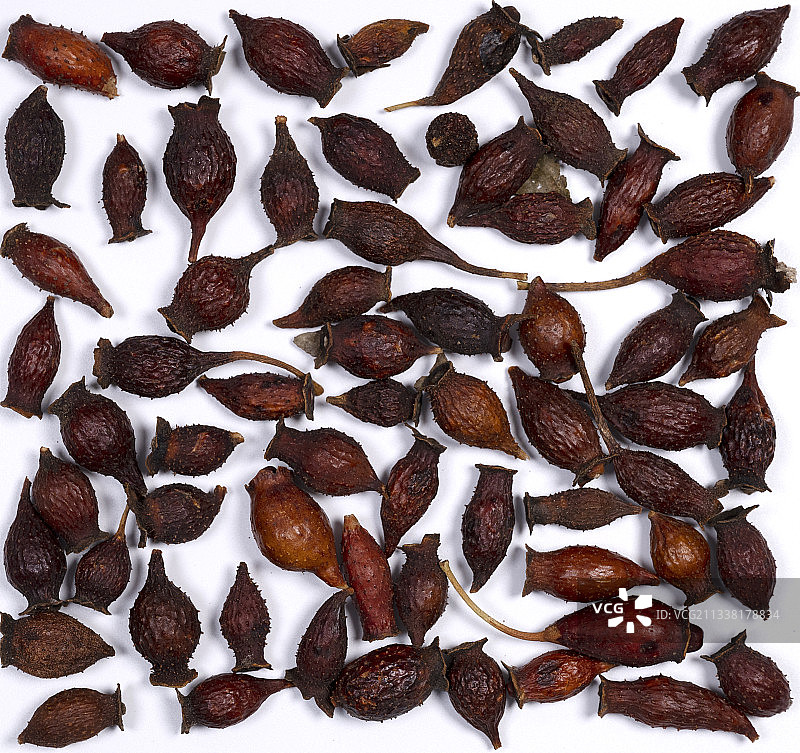 金樱子图片素材