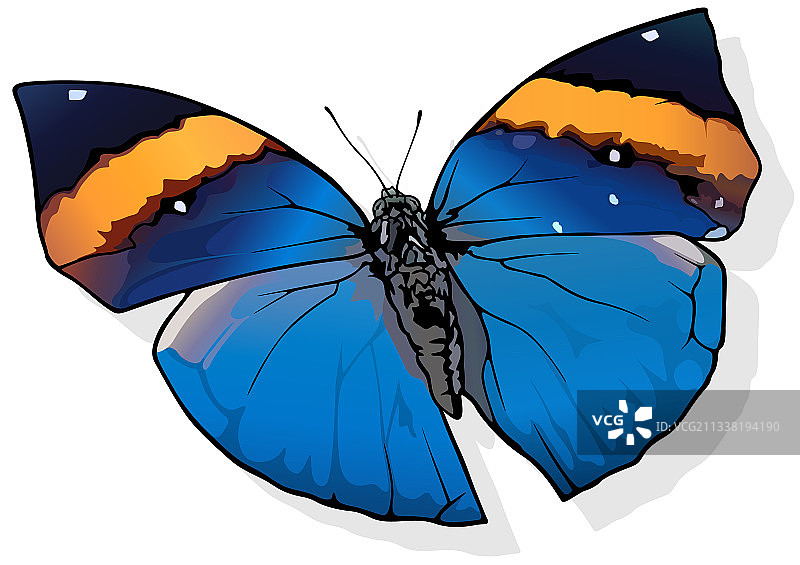 橙色栎叶蝶图片素材