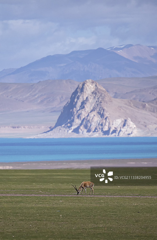 藏羚羊在西藏的草原上生活图片素材