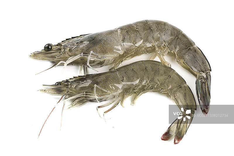 白底上的基围虾图片素材