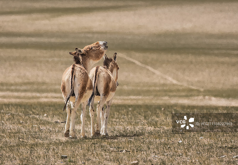 悠闲的藏野驴图片素材