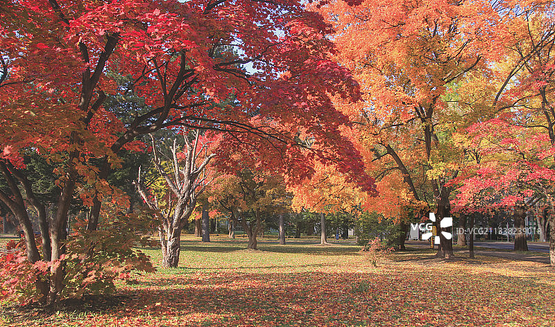 日本北海道大学的秋色图片素材