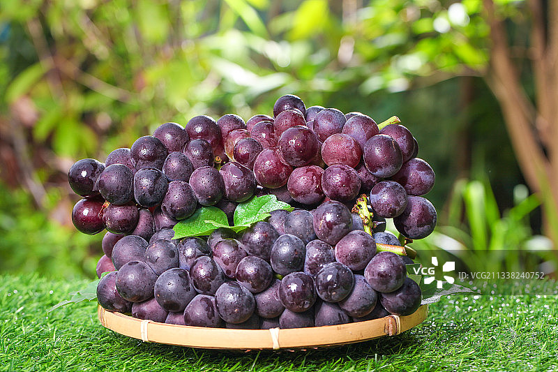 草地上放着一盘巨峰葡萄图片素材
