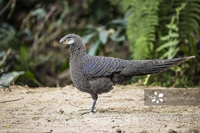 灰孔雀雉    拍摄于云南图片素材