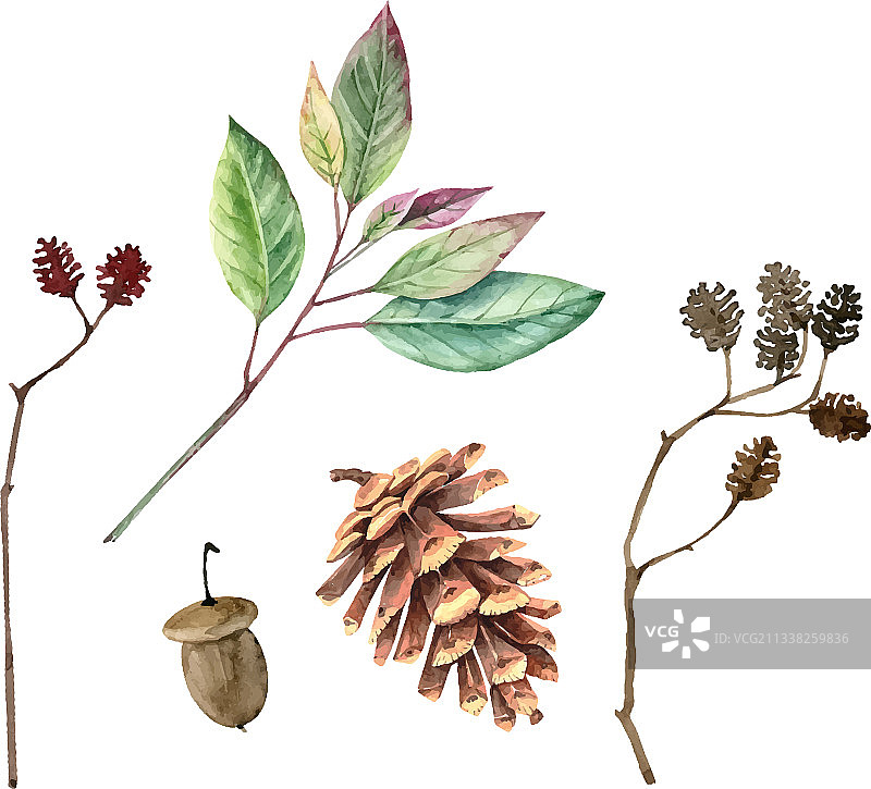 植物树枝和叶子水彩素材图片素材