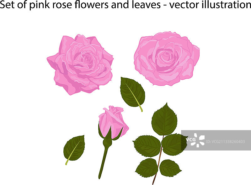 粉色玫瑰花叶套装图片素材
