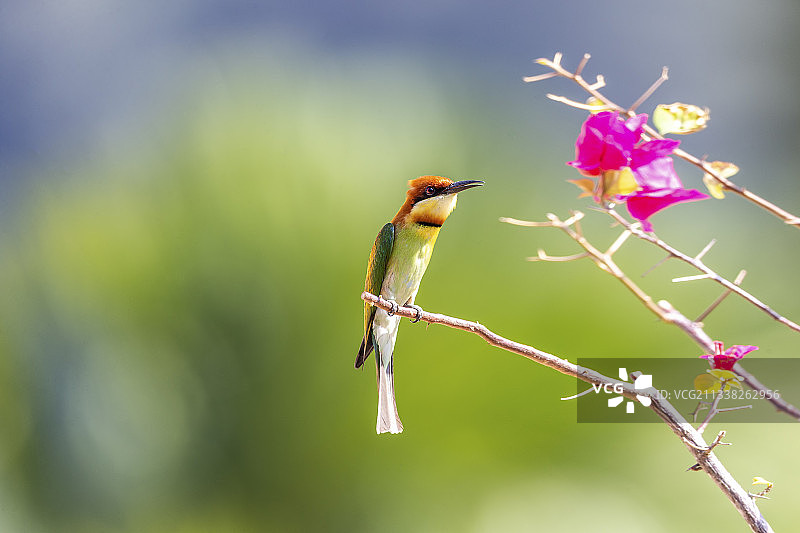 生活在马来西亚，以捕杀蜜蜂、蜻蜓或蝴蝶等昆虫为食的栗头蜂虎鸟图片素材