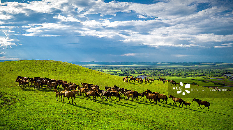 内蒙古呼伦贝尔额尔古纳湿地马群图片素材