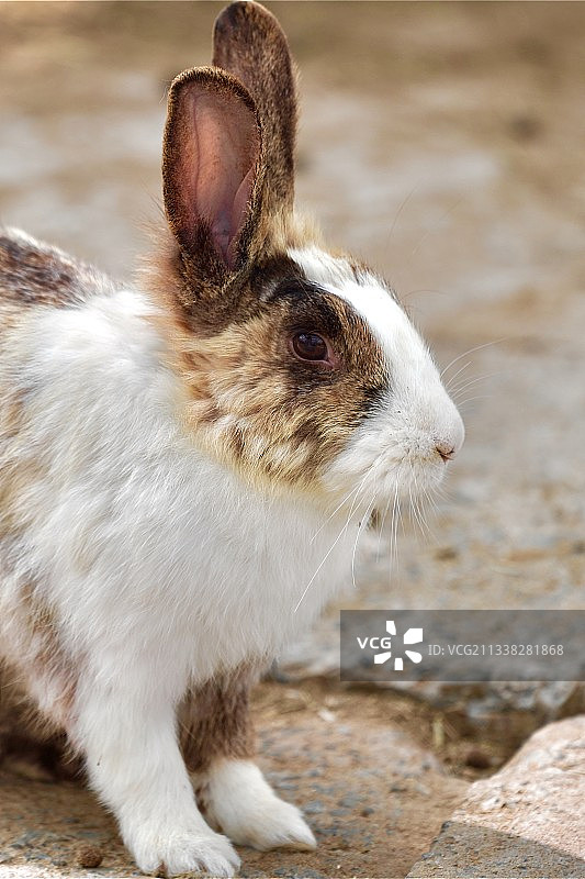 小兔纸图片素材
