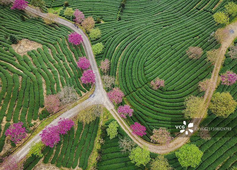福建永福樱花园的航拍图片素材