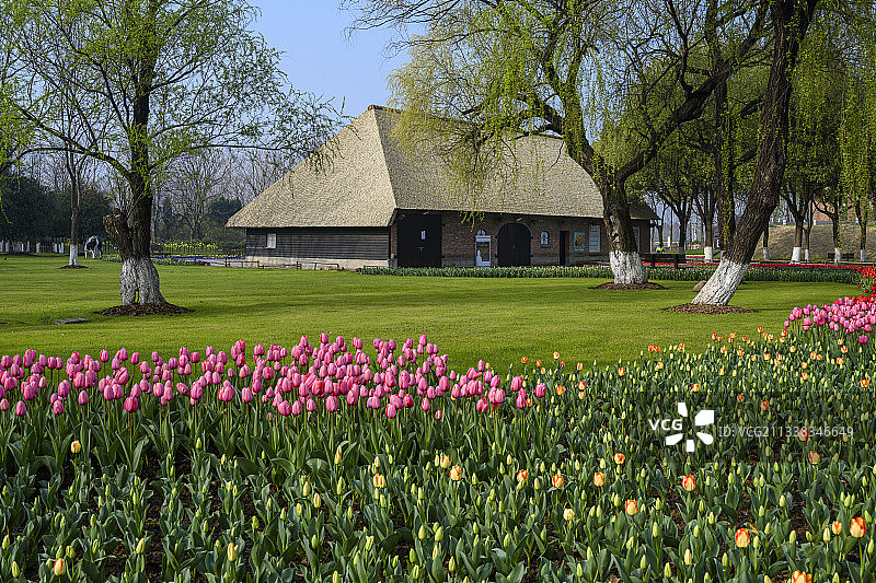 绿博园荷兰馆郁金香图片素材