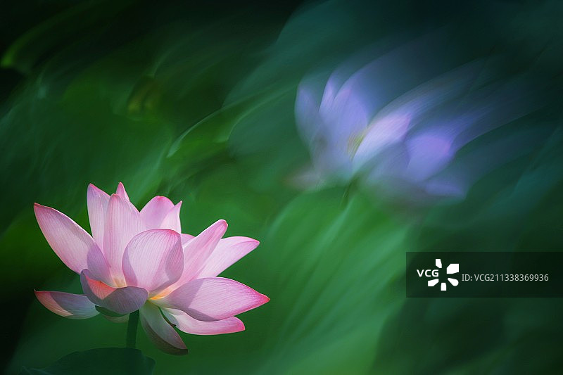 荷韵。莲湖公园盛放的荷花，成为古都西安夏天的标签。图片素材