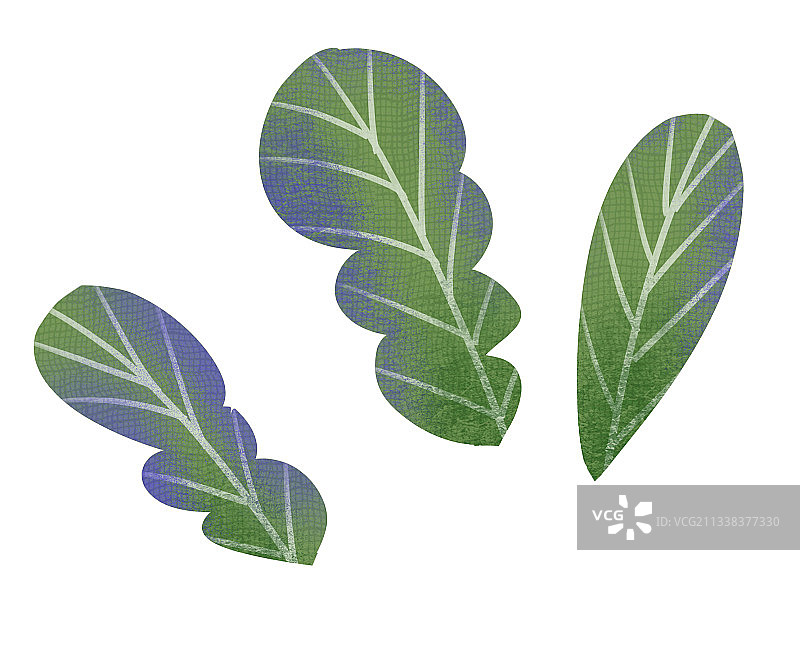 绿色的叶子插画元素图片素材