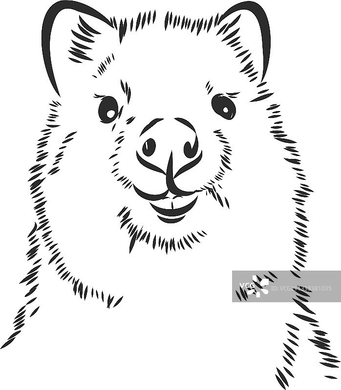 微笑的澳洲短尾矮袋鼠素描图片素材