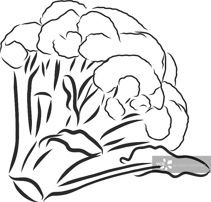 手绘蔬菜西兰花雕刻风格图片素材