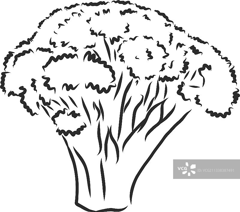 手绘蔬菜西兰花雕刻风格图片素材