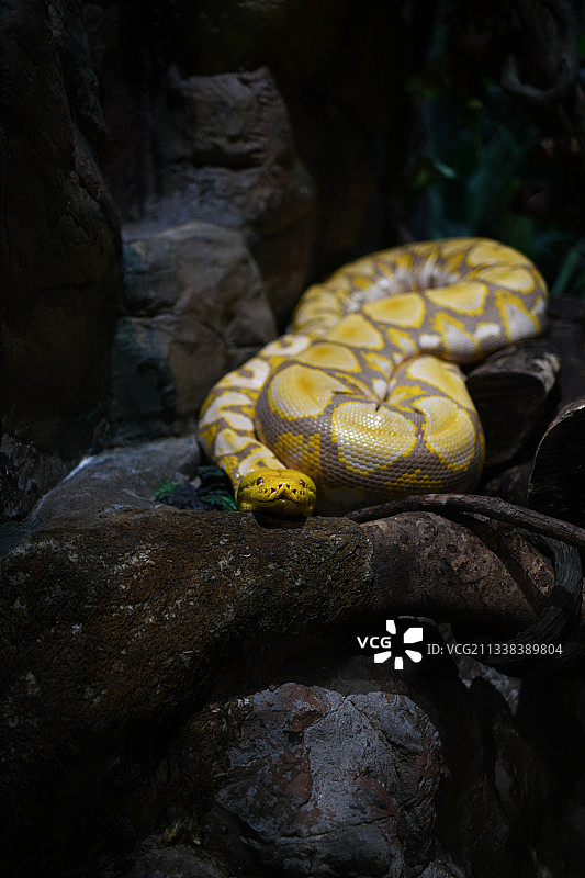 长隆动物园黄金蟒、蟒蛇图片素材