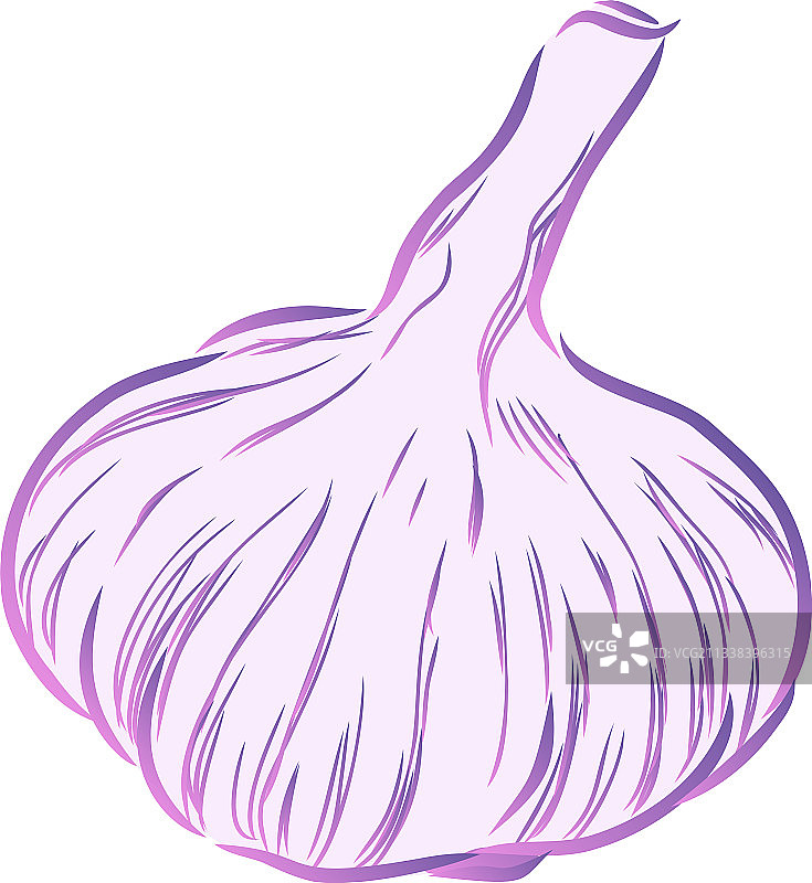 手绘大蒜素描蔬菜食物图片素材