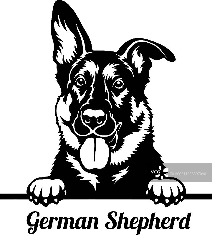 德国牧羊犬头部特写图片素材