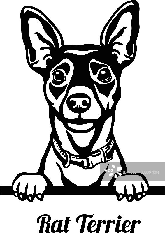 梗犬头部特写图片素材