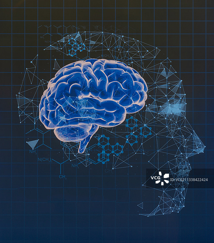 大脑的构造图片素材