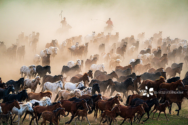 群马奔腾图片素材