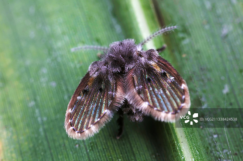 蛾蠓图片素材