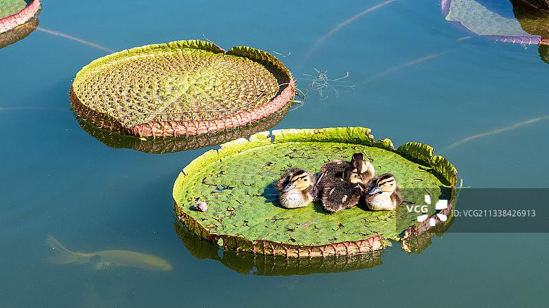 鸭鸭睡王莲图片素材