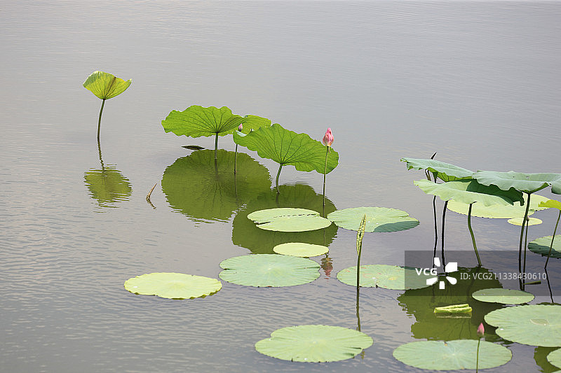 湖里面荷花图片素材