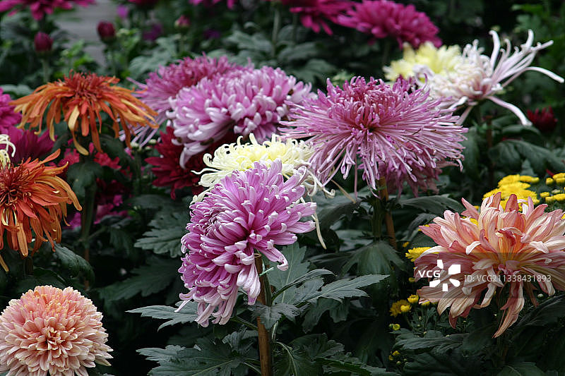 菊苑芬芳图片素材
