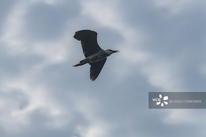 飞翔中的夜鹭图片素材