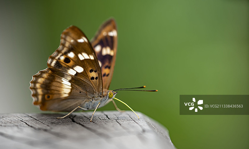 柳紫闪蛱蝶图片素材