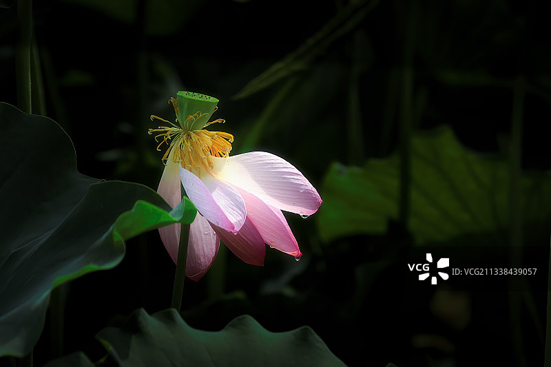 别样荷花图片素材