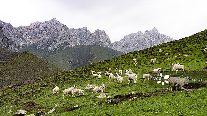 马牙雪山下的牧场图片素材