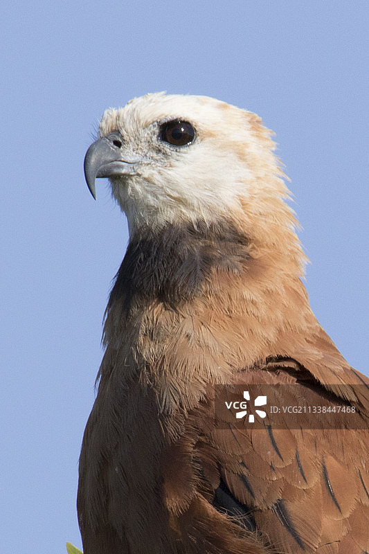 黑领鵟特写图片素材